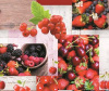  Клеенка столовая Rosmory Розмори на ткани 1,37*20м 8662