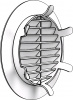 Решетка вентил. круглая пластик. D125мм с фланцем D100мм и с фиксаторами (50шт)