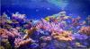 Панель стеновая ПВХ Коралловый риф 0,5мм (0,602*1002мм) (5шт)