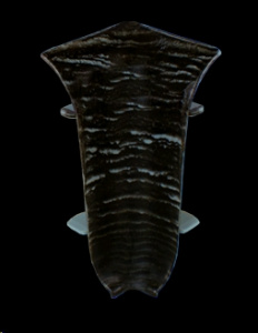 L054 Угол внутренний Дуб Маренбо Лайн Пласт/50